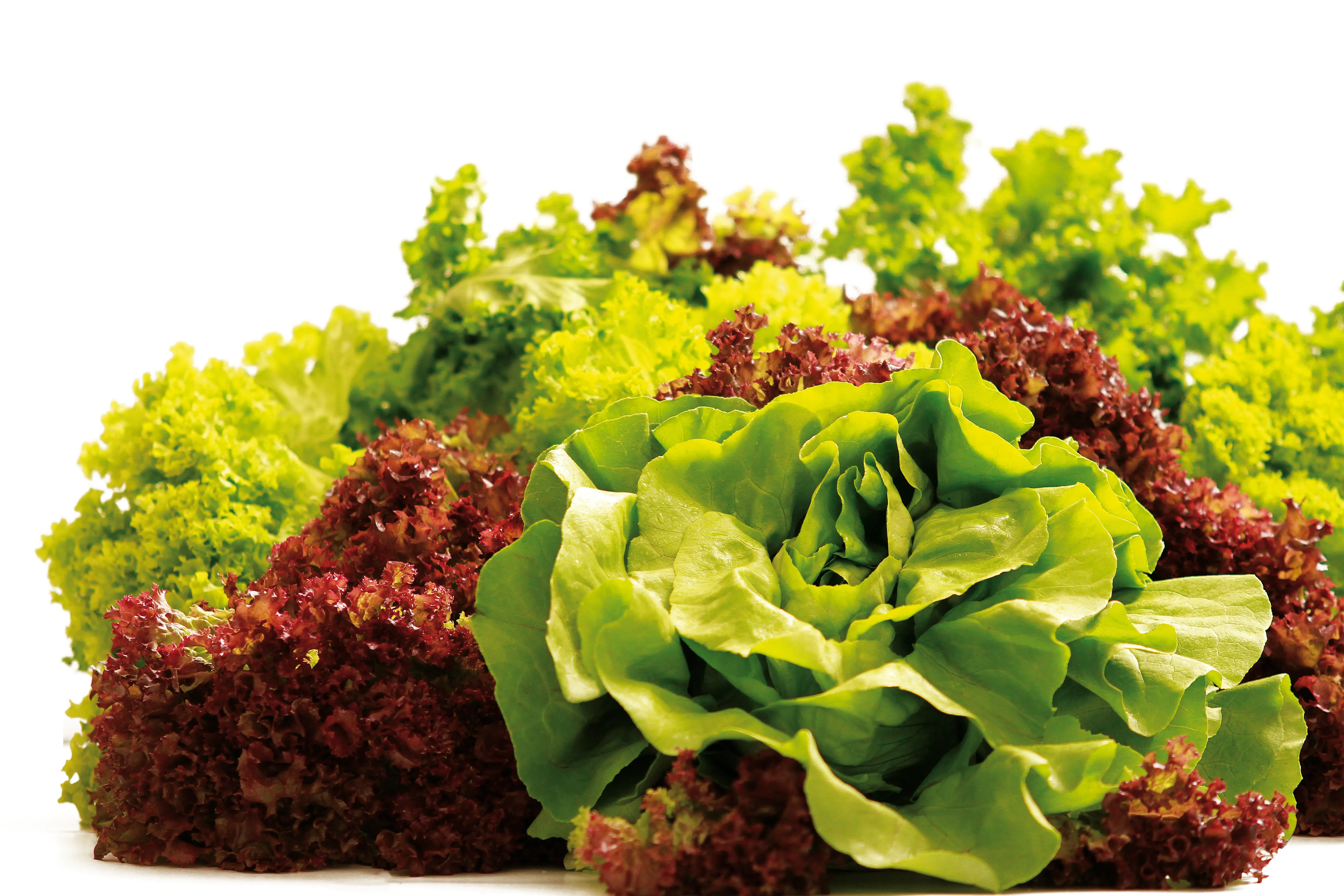 Fresh Green Red Lettuce Product Photography Houston - Food & Product Photography in Houston Texas